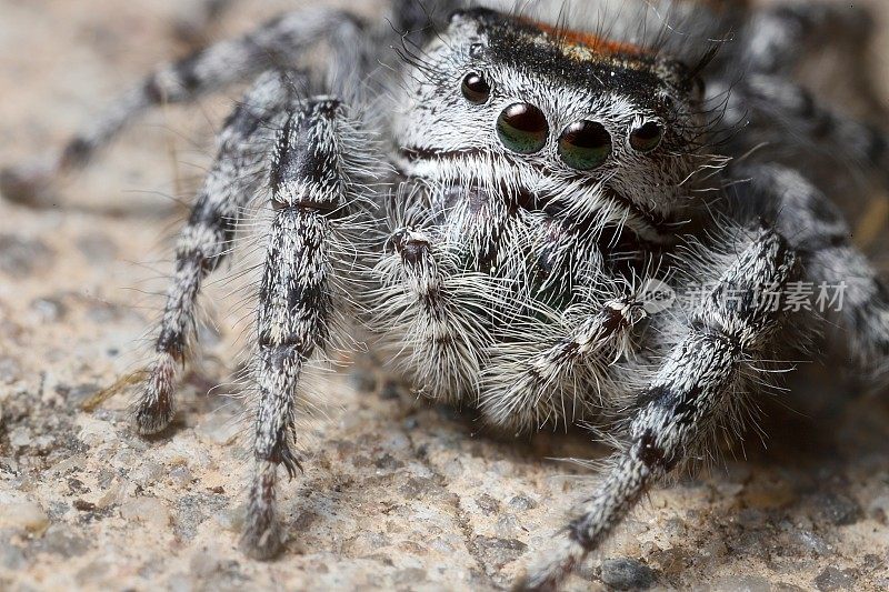 雌性帝王跳蛛(Phidippus regius)